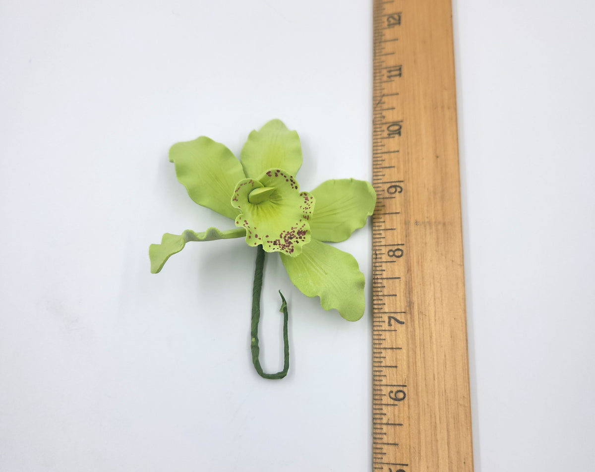 Australian Cymbidium Approximately 3" 1pc. Green (29)